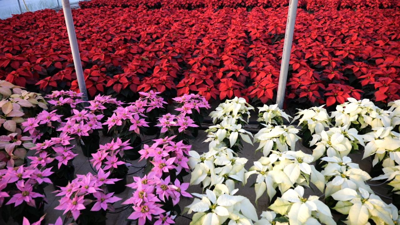 Get It Growing: How to choose poinsettias for Christmas